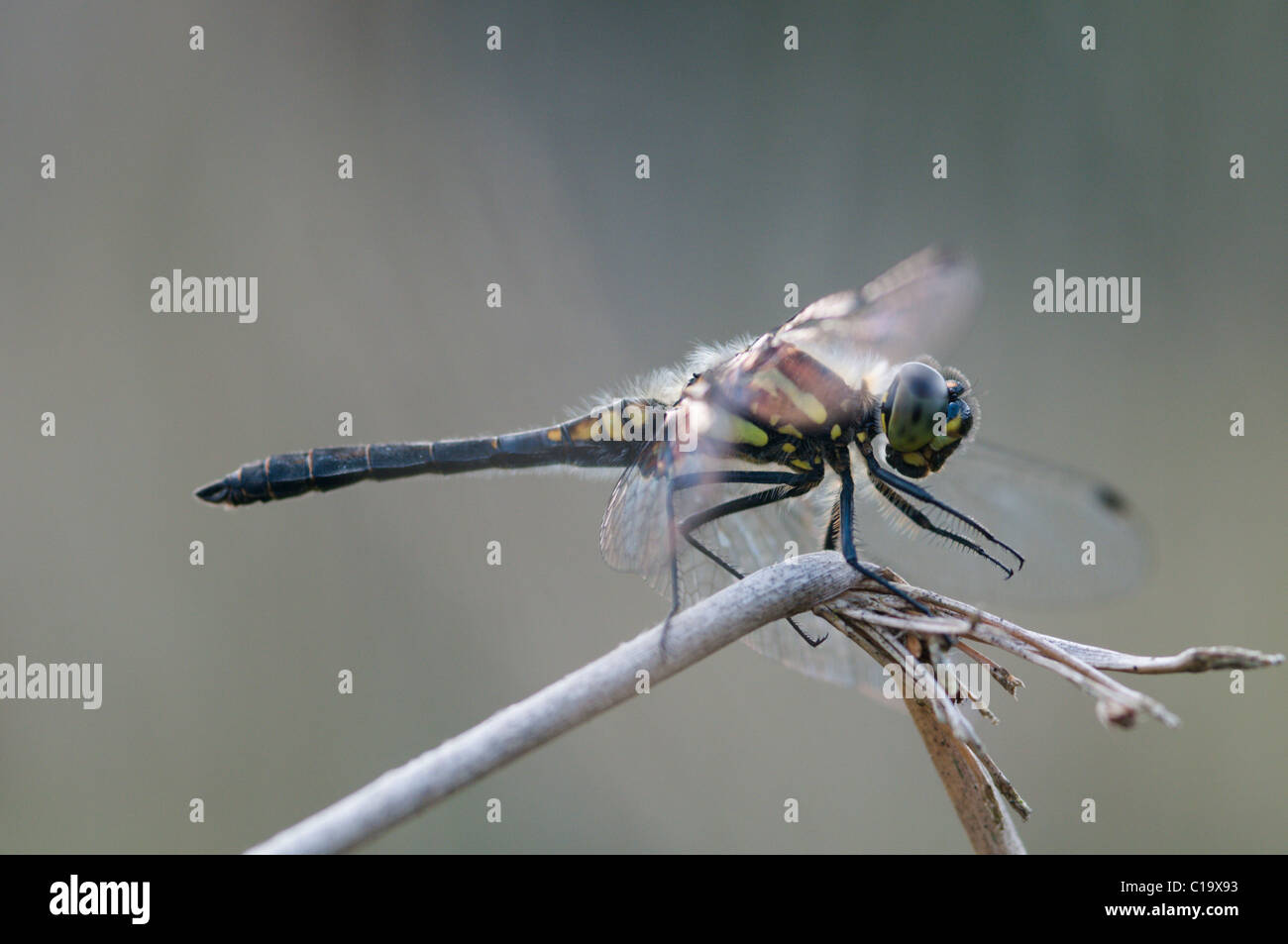 Nero Darter, dragonfly, Sympetrum danae. Iping comune natura riserva, Midhurst, Sussex, Regno Unito Agosto. Foto Stock