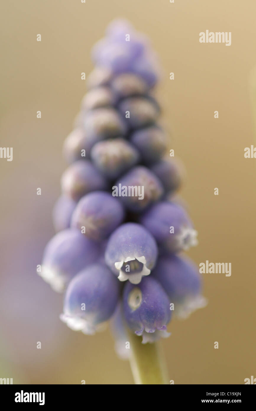 Giacinto di uva Muscari Foto Stock
