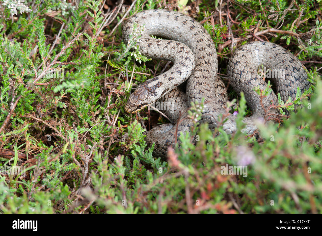 Smooth snake, Coronella austriaca, avvolto in heather, Hampshire, Regno Unito. Agosto. Foto Stock