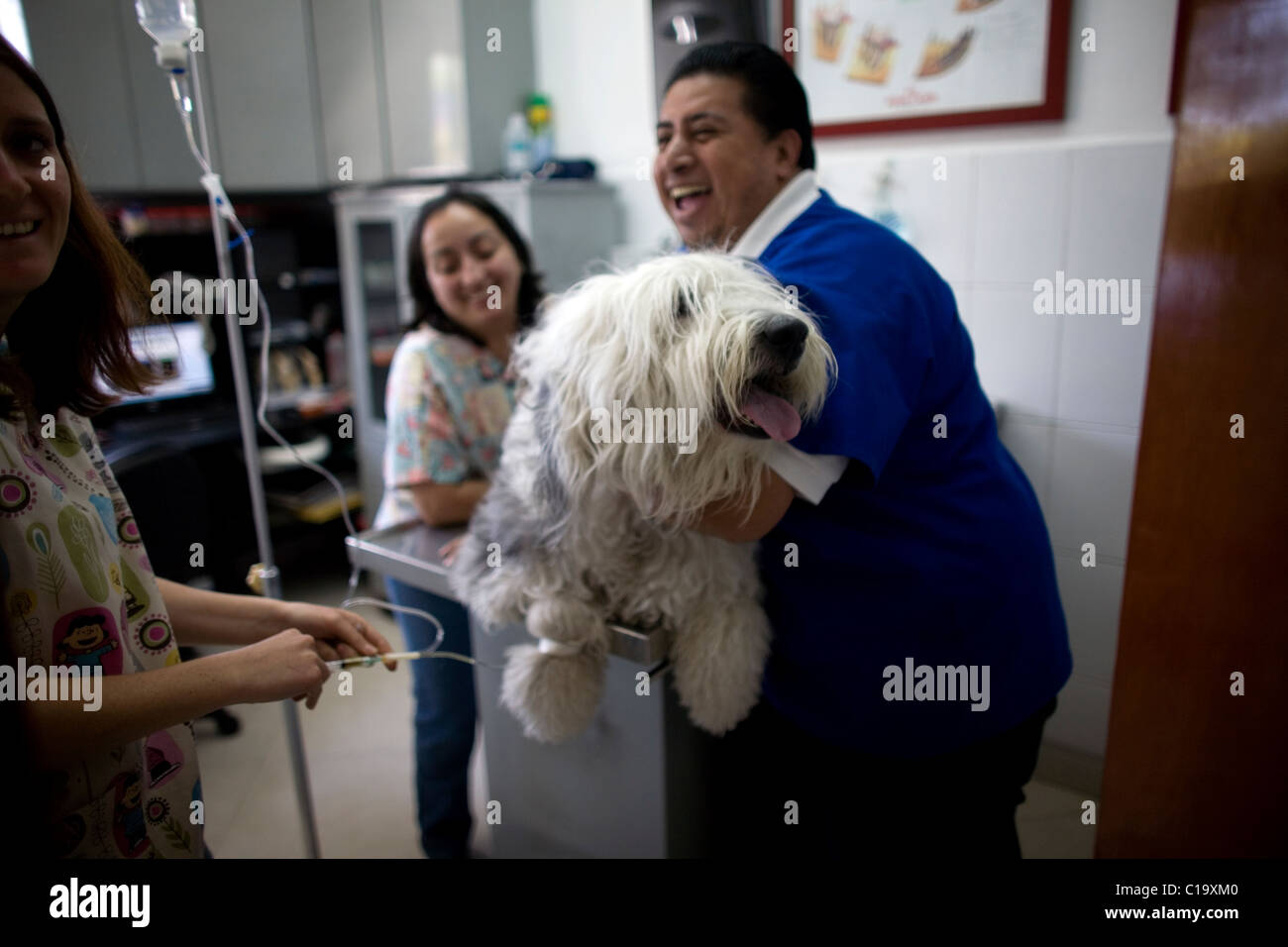 I veterinari frequentare un Old English Sheepdog presso un ospedale di Pet in Condesa, Città del Messico, 31 gennaio 2011. Foto Stock