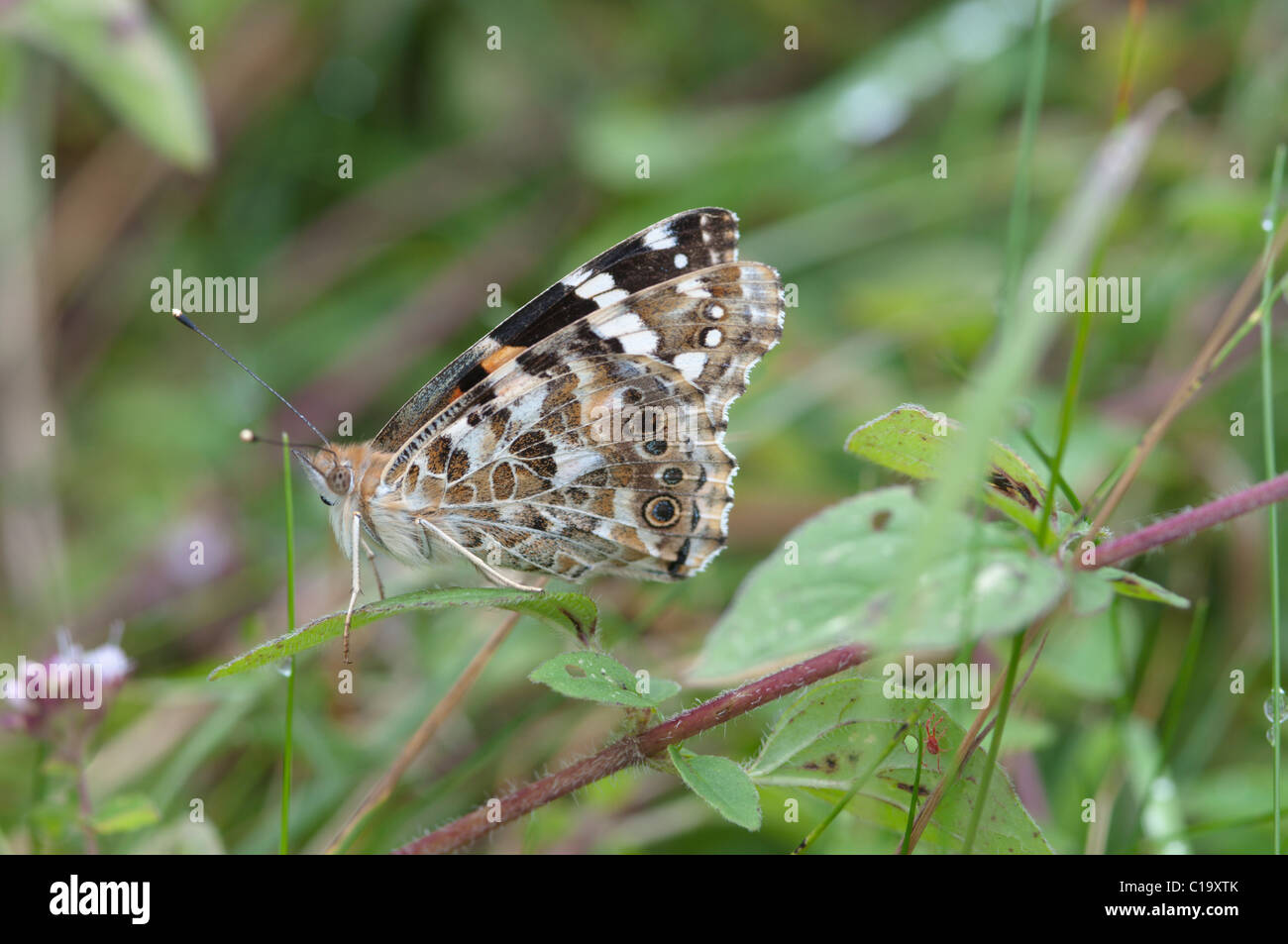 Dipinto di lady, Butterfly,Vanessa cardui, Hampshire, Regno Unito. Agosto. Noar Hill Hampshire, Regno Unito. Agosto. Foto Stock