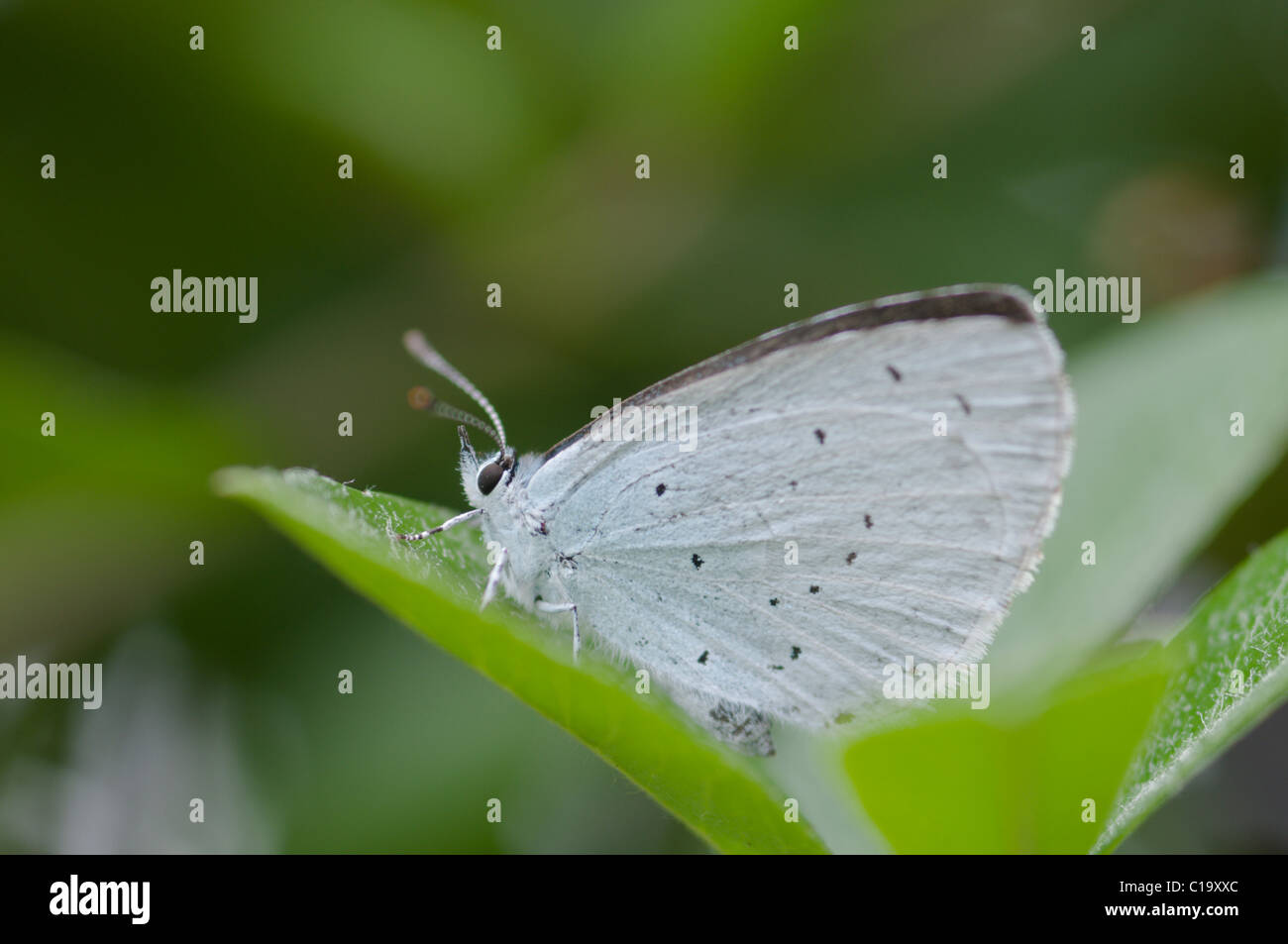 Holly blue butterfly, Celastrina argiolus, West Sussex, Regno Unito. Luglio Foto Stock