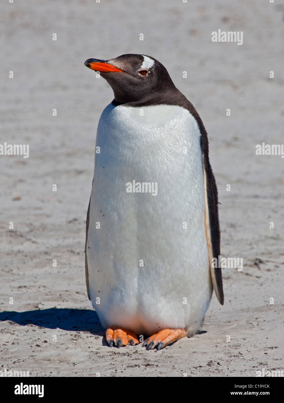 Pinguino Gentoo (Pygoscelis papua) sulla spiaggia, Saunders Island, Falklands Foto Stock