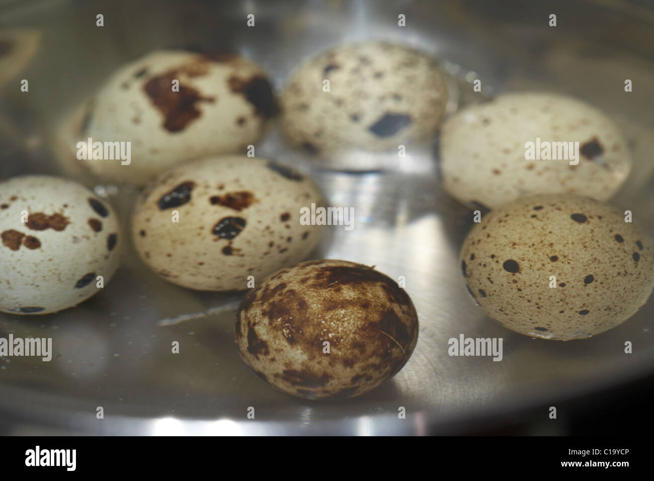 Bollire le uova di quaglia in una pentola Foto Stock