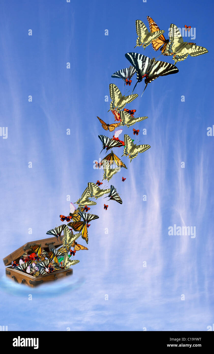 Farfalle volare fuori della scatola Foto Stock