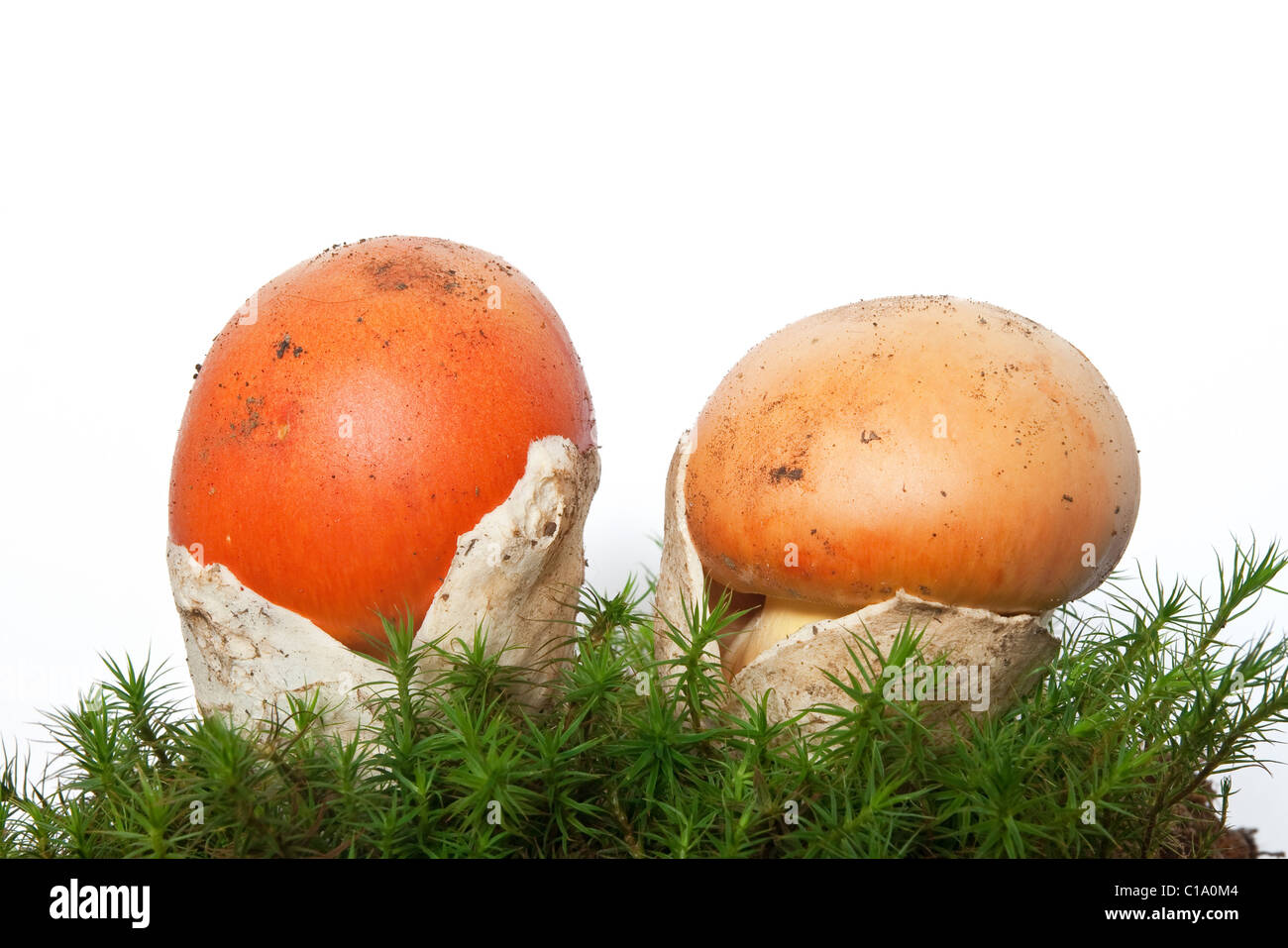 Due giovani Amanita cesarea funghi su moss isolati su sfondo bianco Foto Stock