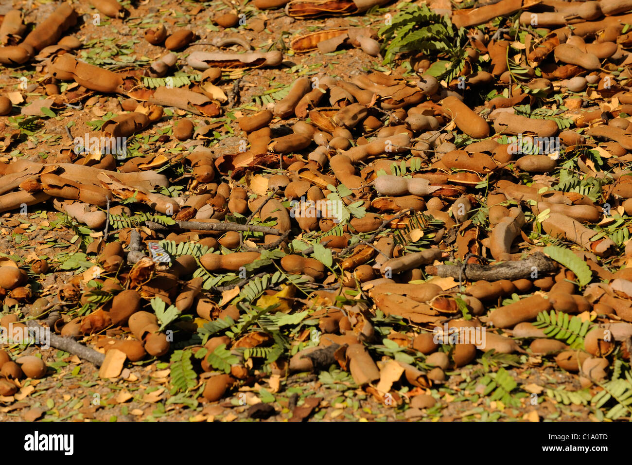 (Tamarindo Tamarindus indica) capsule di seme sul terreno sotto la struttura ad albero di tamarindo Foto Stock