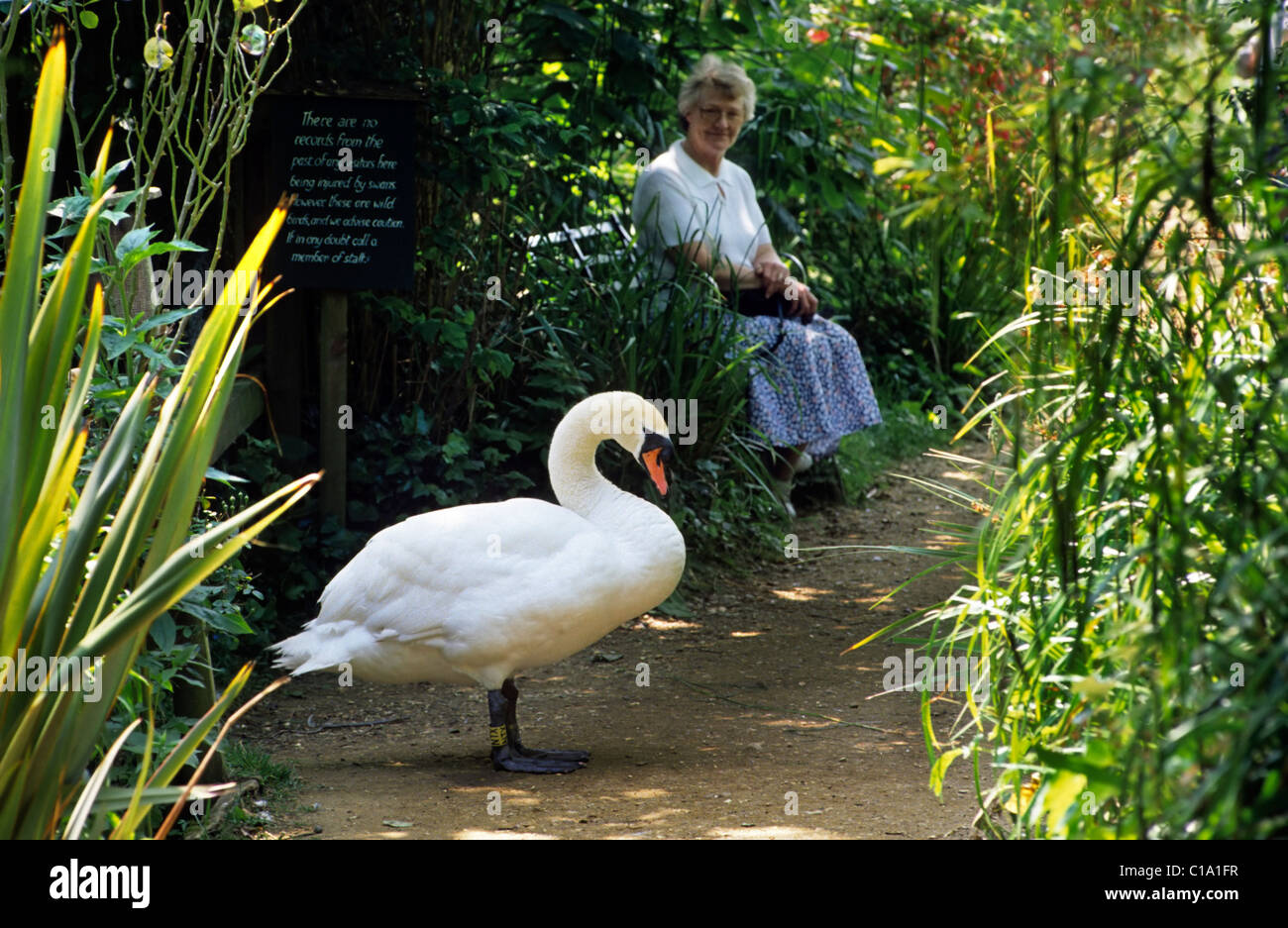 Cigno (Cygnus olor) e turistico in park a Abbotsbury Swannery nel Dorset, Regno Unito Foto Stock Cigno (Cygnus olor) e turistico in park a Abbotsbury Swannery nel Dorset, Regno Unito Foto Stock