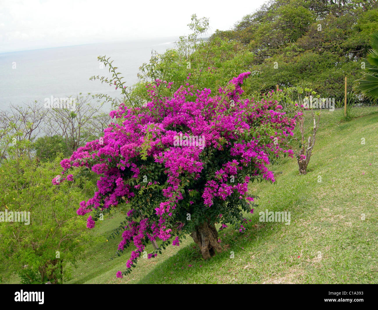 Albero Finto Bouganvillea Rosa Viola – Pianta Artificiale Alta 1,8 Mt, Decorazione Per Interni E Giardino