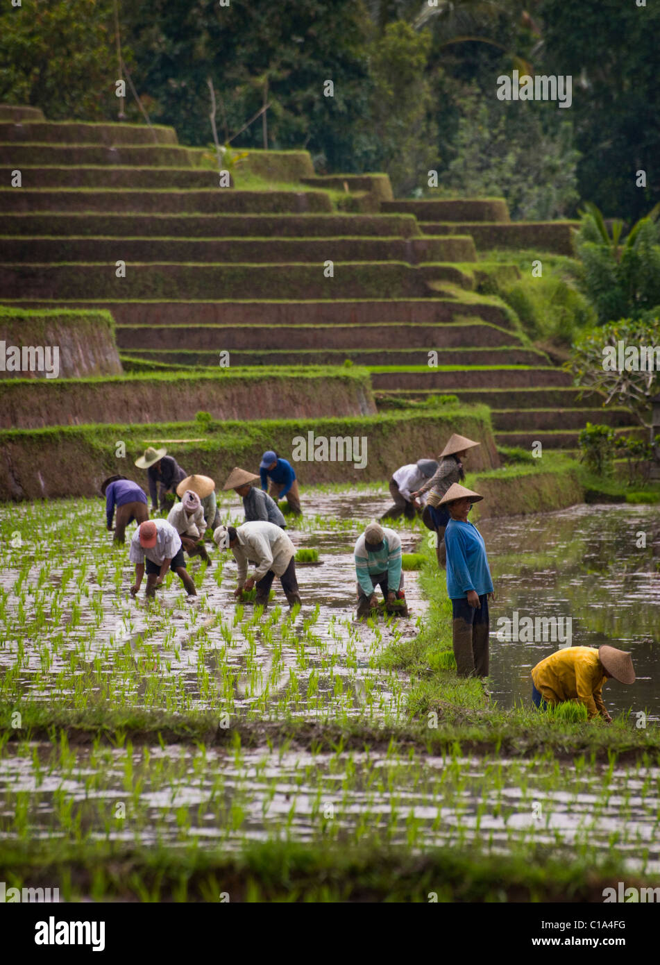 Lavoratori in Belimbing, Bali, Indonesia, nuovo impianto di riso in campi allagati in una delle zone più belle dell'isola. Foto Stock