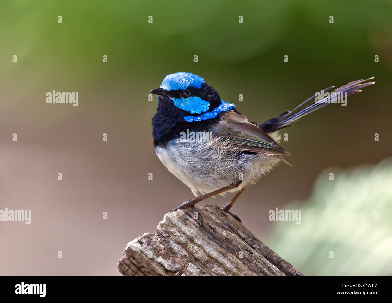 Superba Fata Wren Foto Stock
