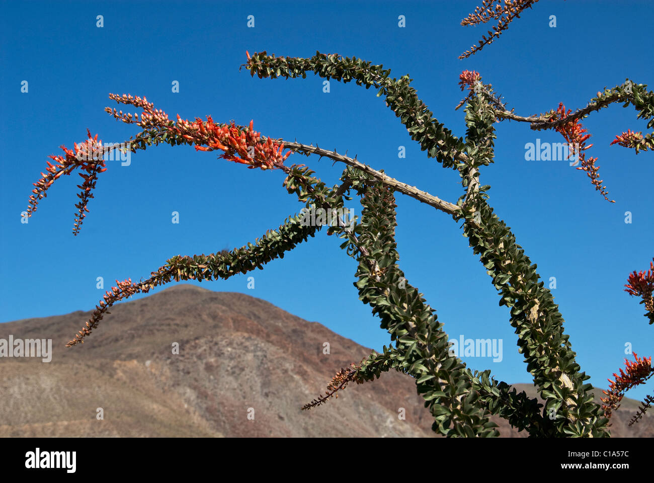 Ocotillo blossoms Fouquieria splendens Anza-Borrego stato Parco California USA Foto Stock