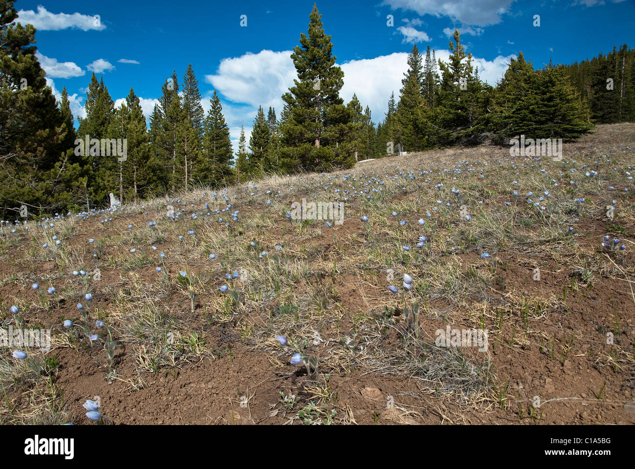 American "Pasque fiori Pulsatilla patens San Isabel Natl. Forest Colorado USA Foto Stock