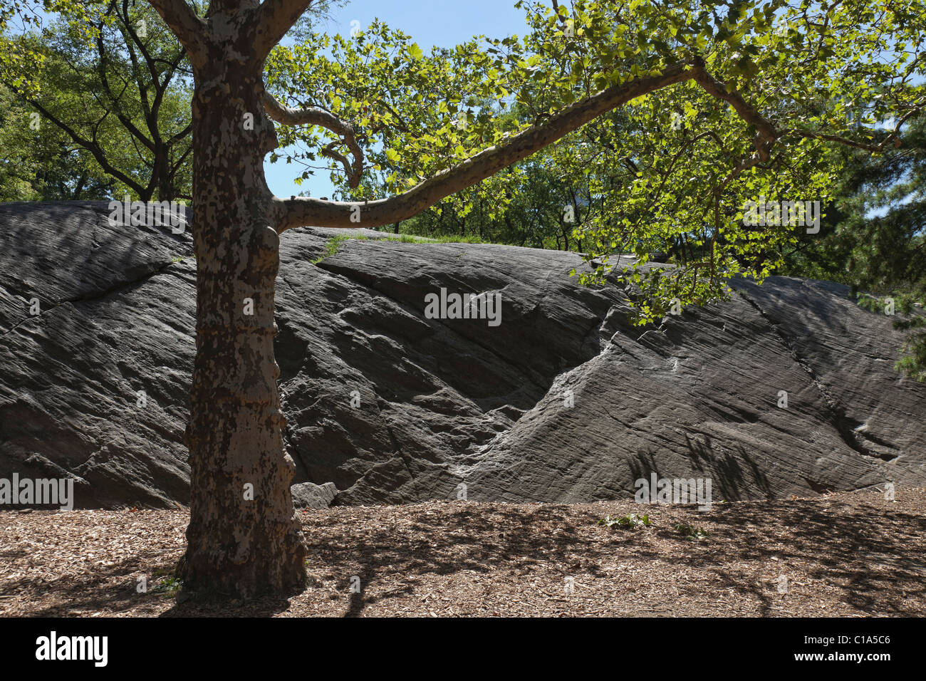 Sicomoro e granito affiorante nel Central Park di New York City. Foto Stock