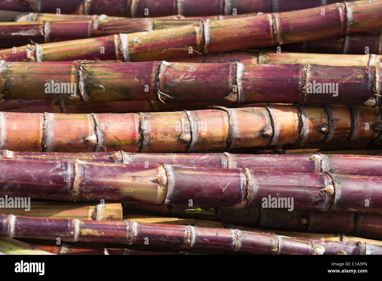 La canna da zucchero per la vendita nel mercato agricolo nelle Hawaii. Foto Stock