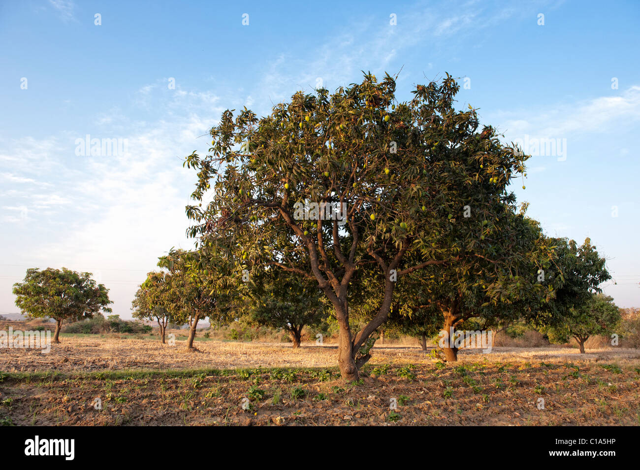 Mangifera indica. Alberi di mango con la maturazione dei frutti nella campagna indiana. Andhra Pradesh, India Foto Stock