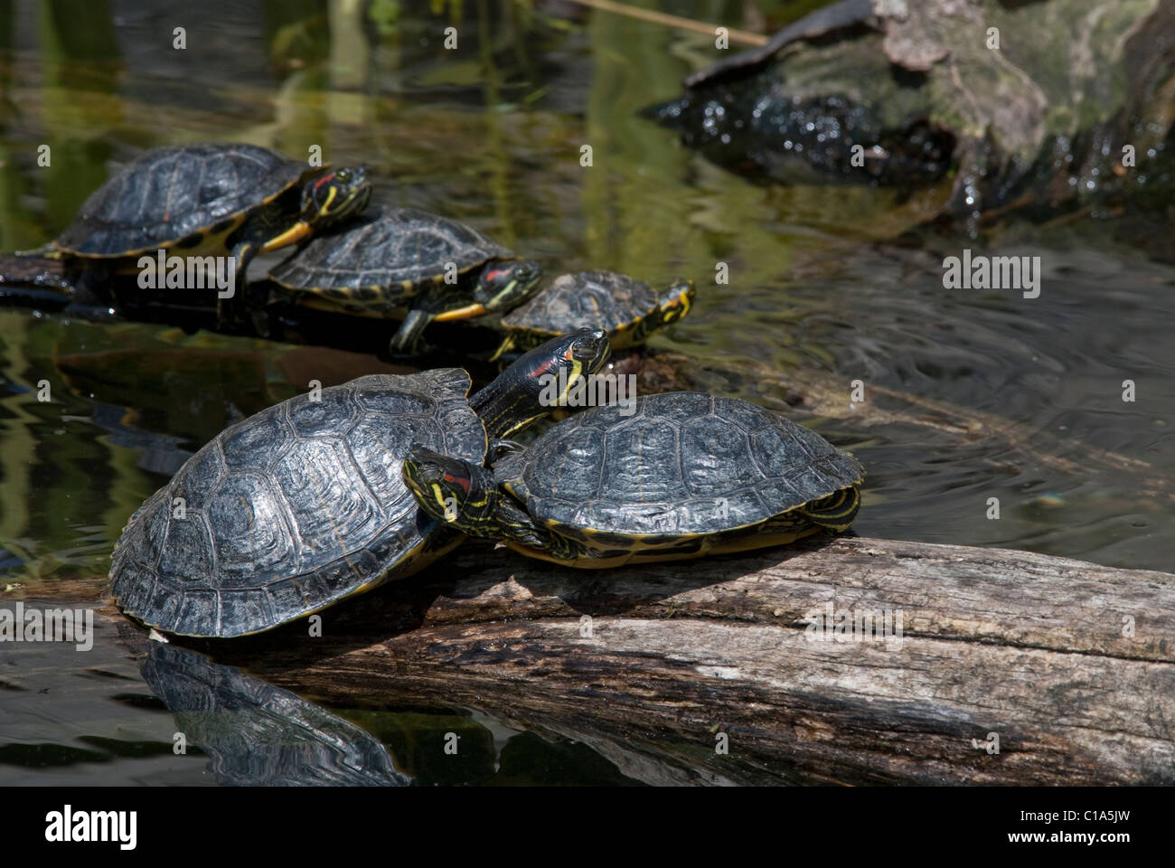 Rosso-eared Slider Trachemys scripta elegans lo Zoo Nazionale di Washington DC USA Foto Stock