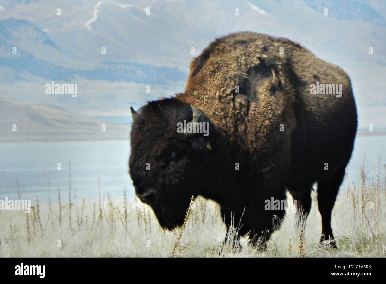 Buffalo a Antelope Island State Park Foto Stock