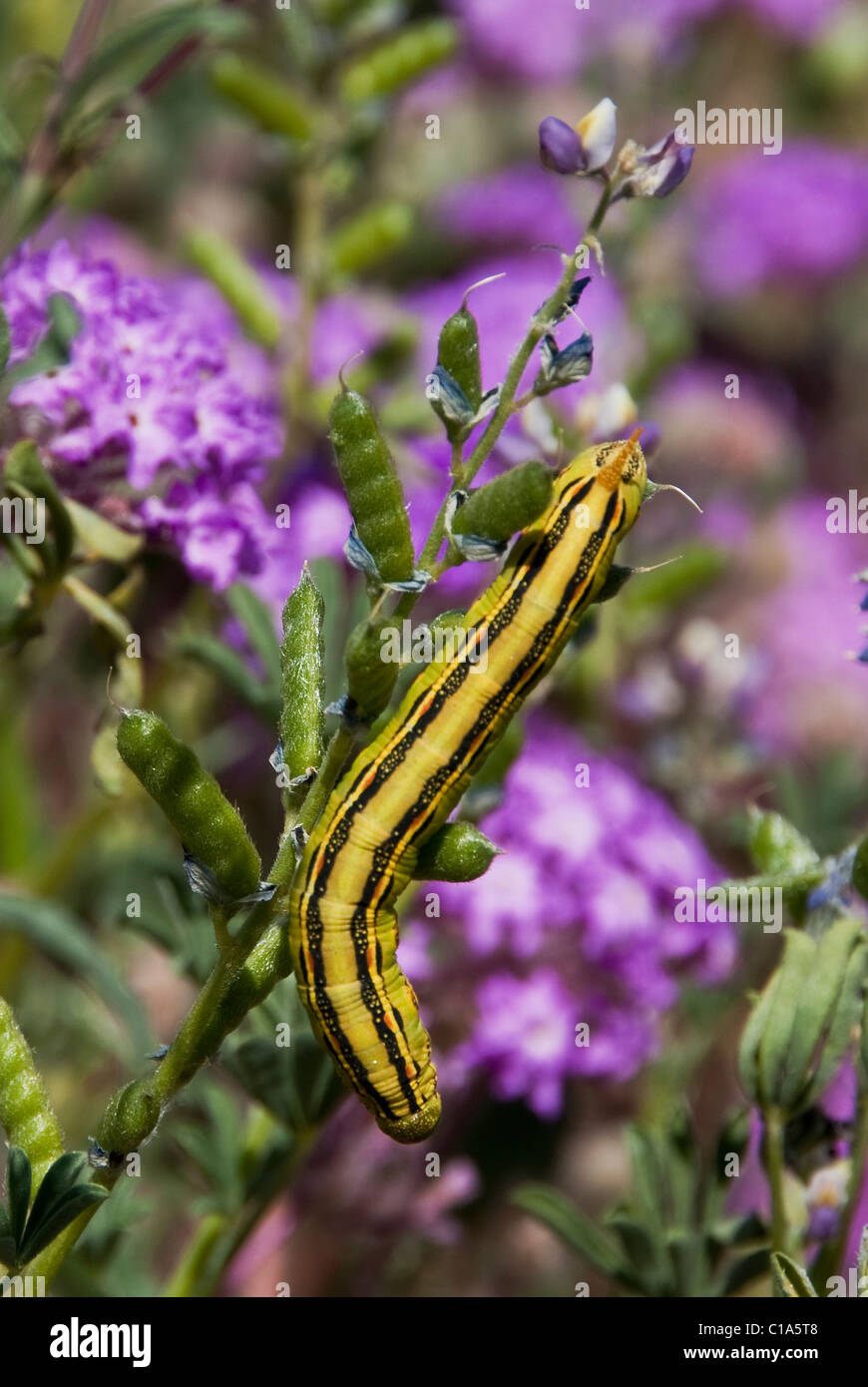 Bianco-rivestita Sphinx caterpillar lineata Hyles Anza-Borrego stato Parco California USA Foto Stock