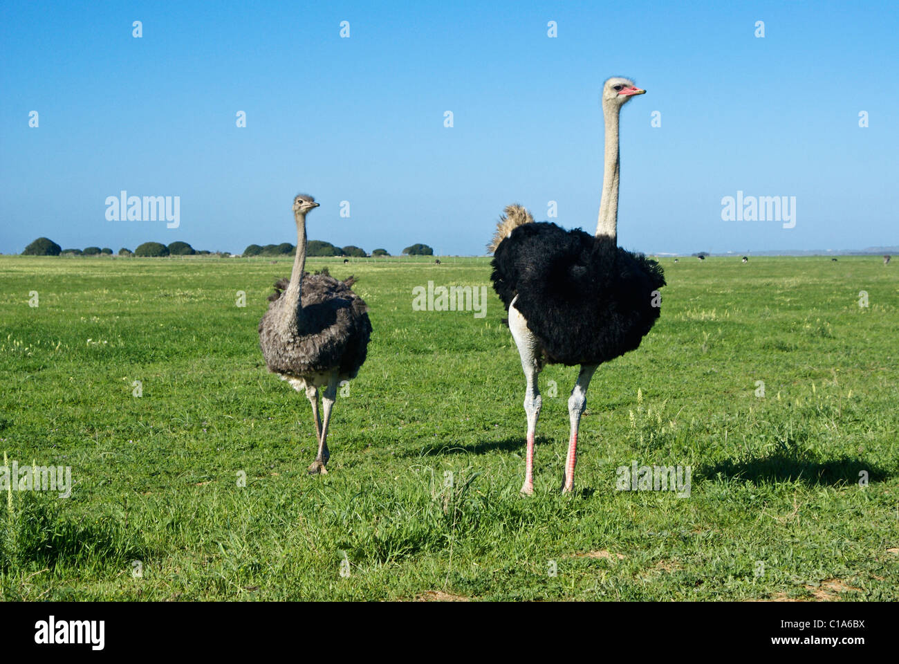 Gli struzzi su azienda di struzzi, Western Cape, Sud Africa Foto Stock