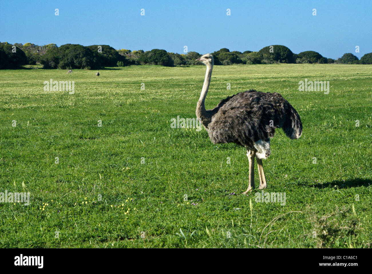 Gli struzzi su azienda di struzzi, Western Cape, Sud Africa Foto Stock