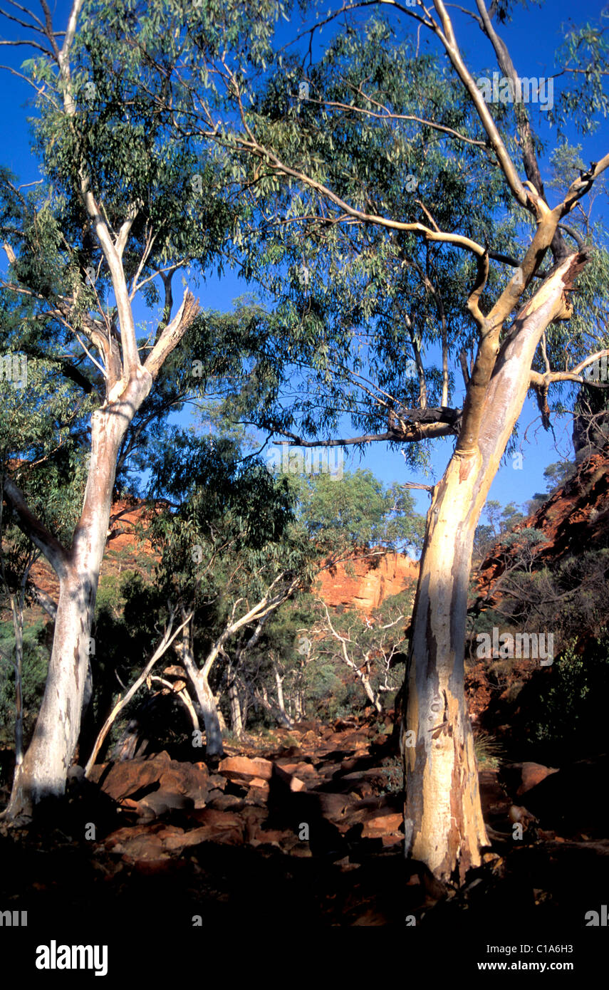 Gli alberi di gomma line la via fino a Kings Canyon, Outback Australia Foto Stock