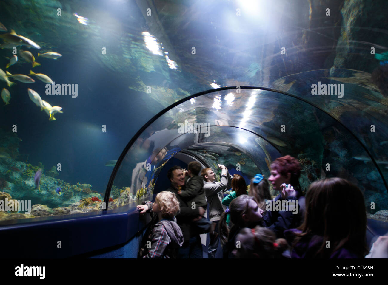 Tunnel acquario con le persone che visualizzano e fotografare il pesce Foto Stock