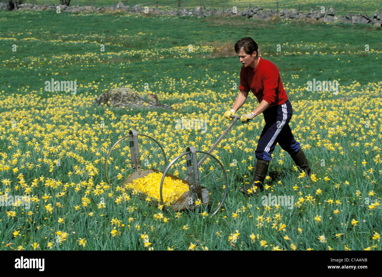 Francia, Lozère, raccolta di narcisi per la profumeria,regione di Aubrac Foto Stock