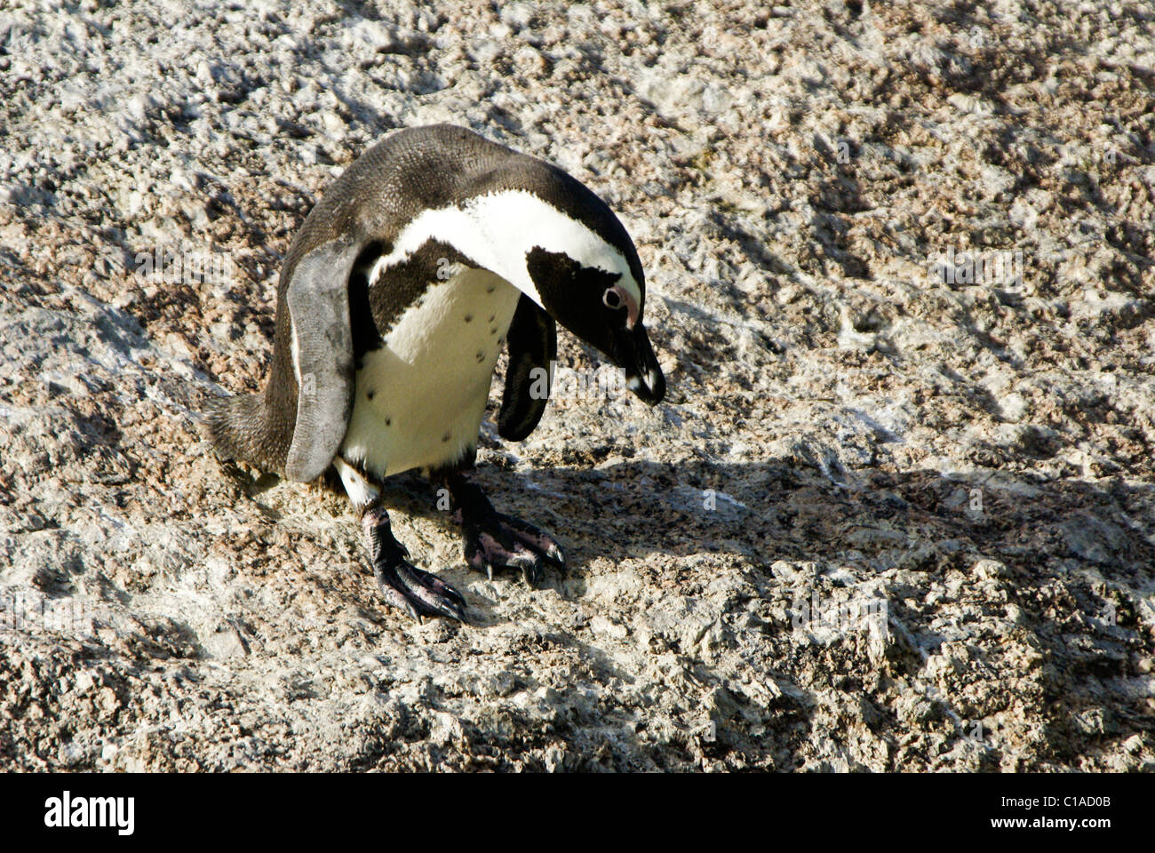 Africano (jackass, nero-footed) penguin, Sud Africa Foto Stock