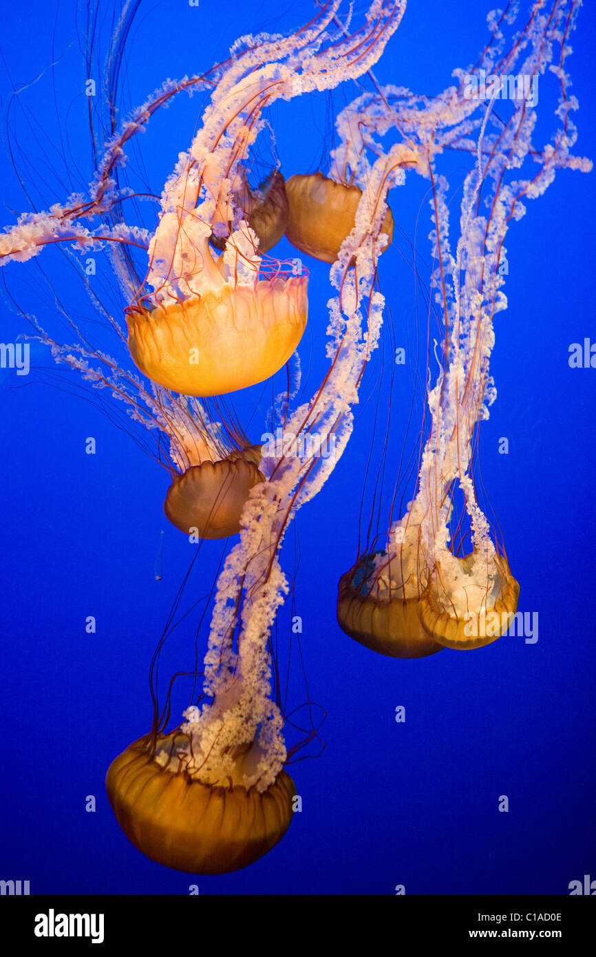 Mare meduse di ortica Foto Stock