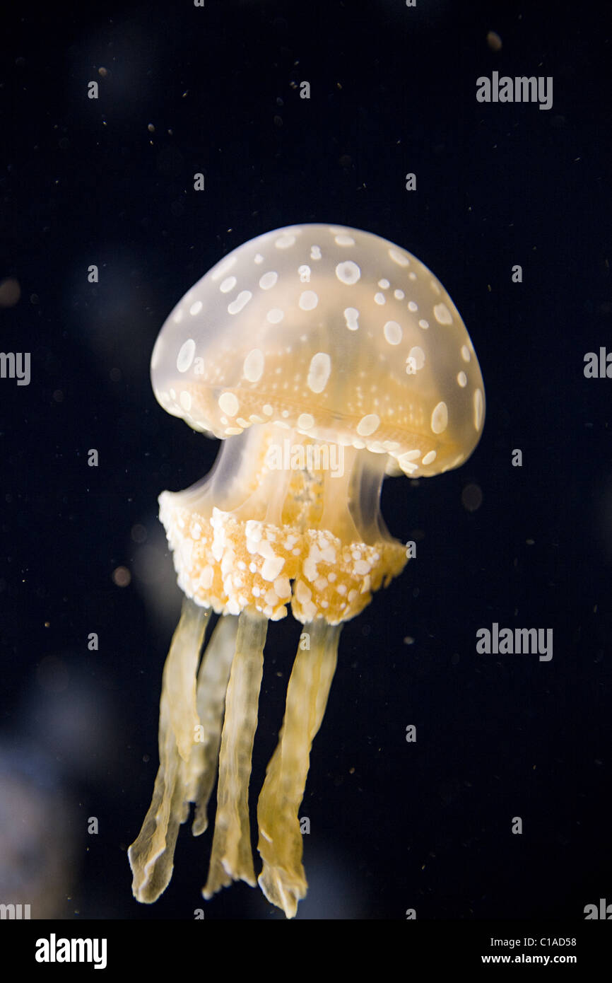 Australian spotted medusa Foto Stock
