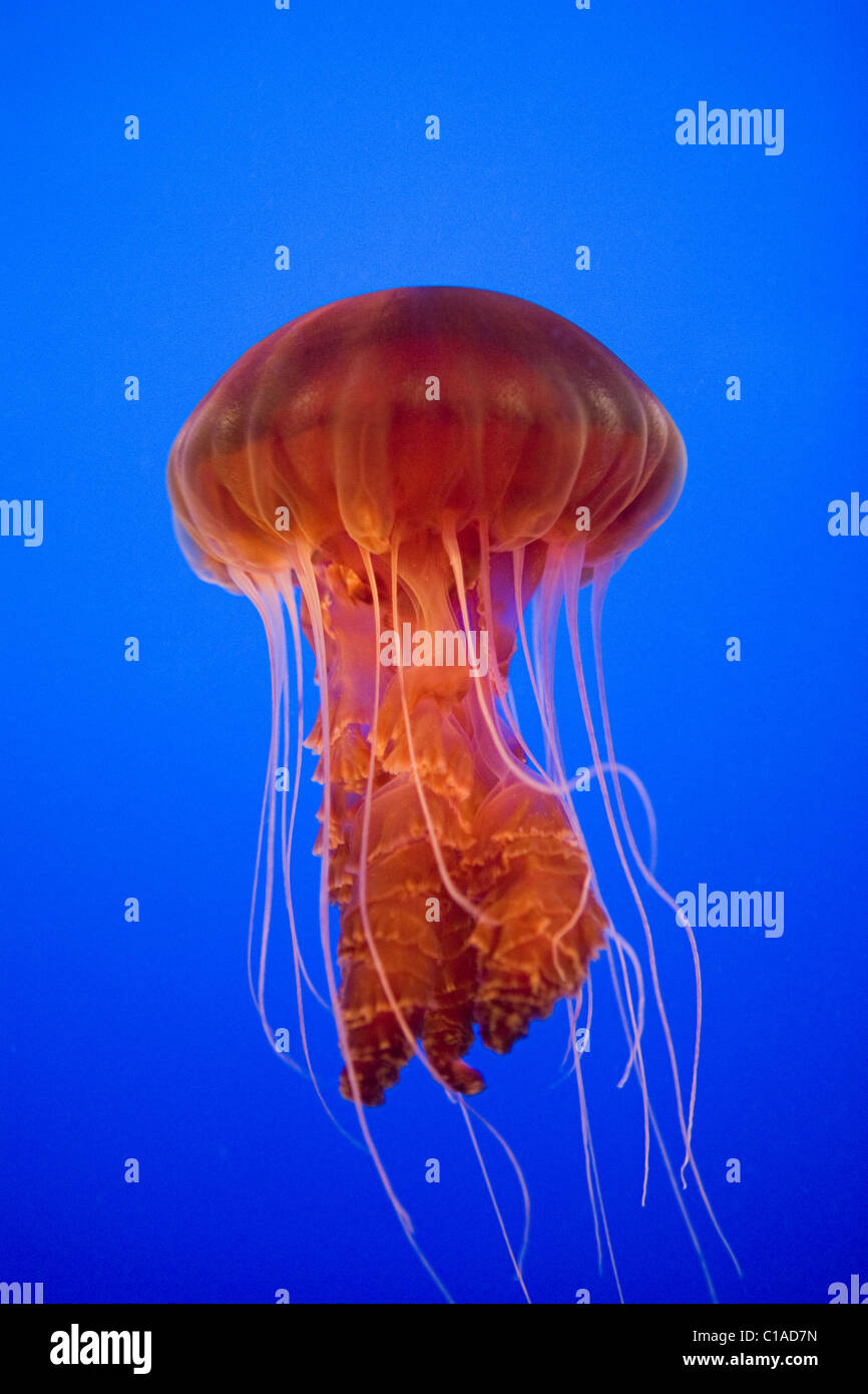 Mare meduse di ortica Foto Stock
