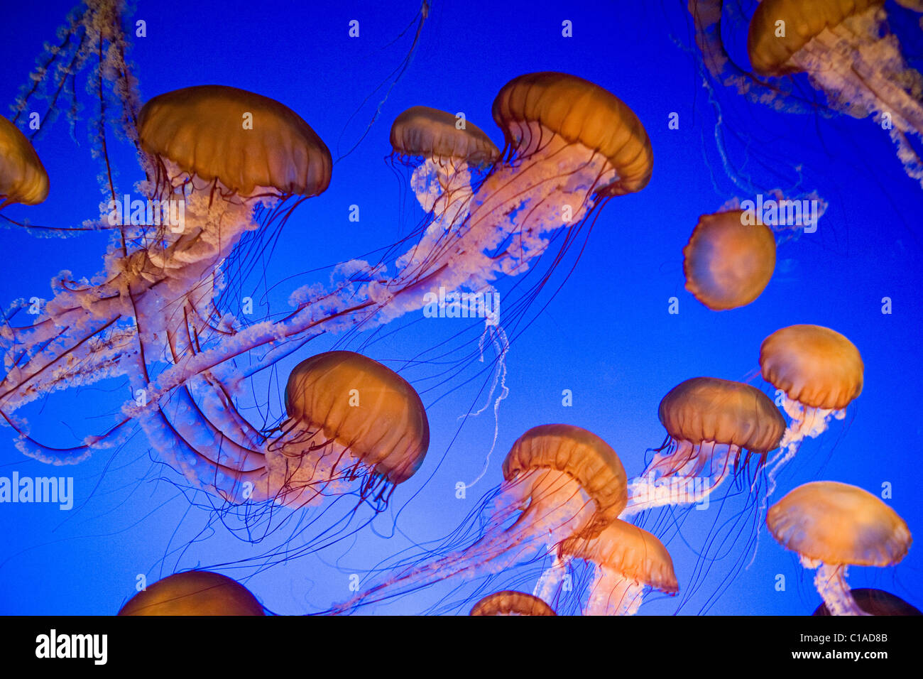 Mare meduse di ortica Foto Stock