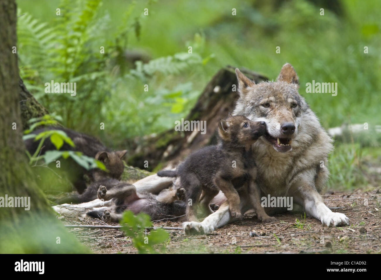 Lupo europeo con cucciolo Foto Stock