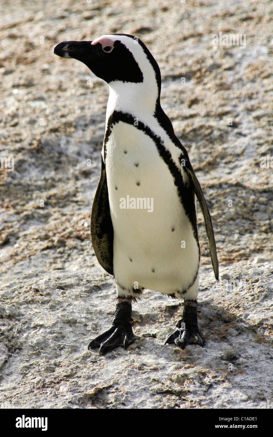 Africano (jackass, nero-footed) penguin, Sud Africa Foto Stock
