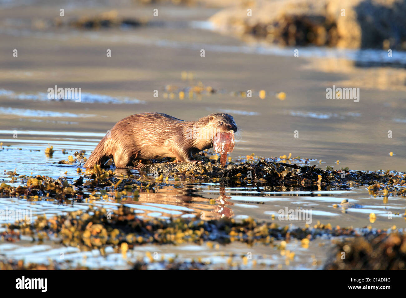 La lontra sulla spiaggia con pesce in Norvegia Foto Stock