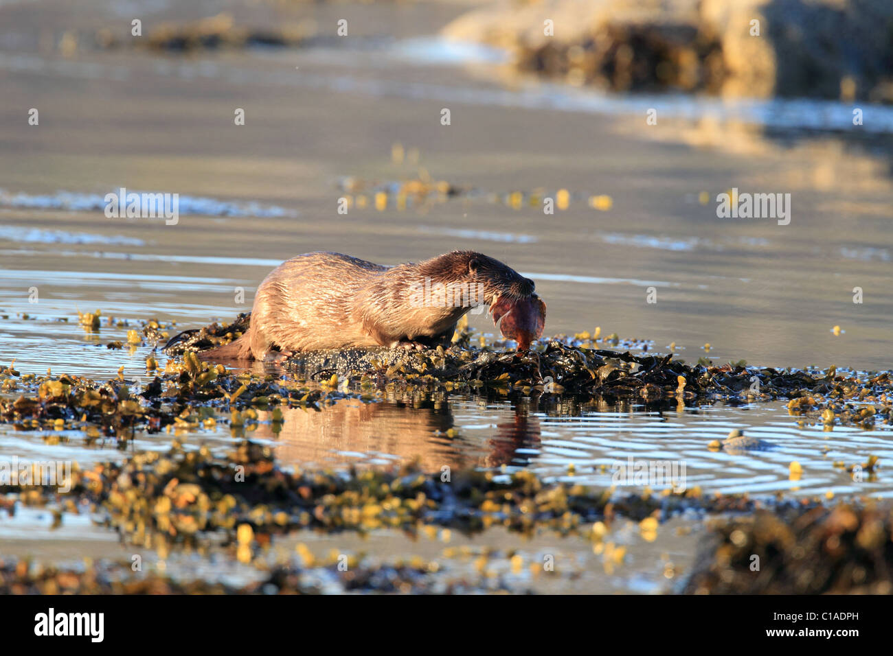 La lontra sulla spiaggia con pesce in Norvegia Foto Stock