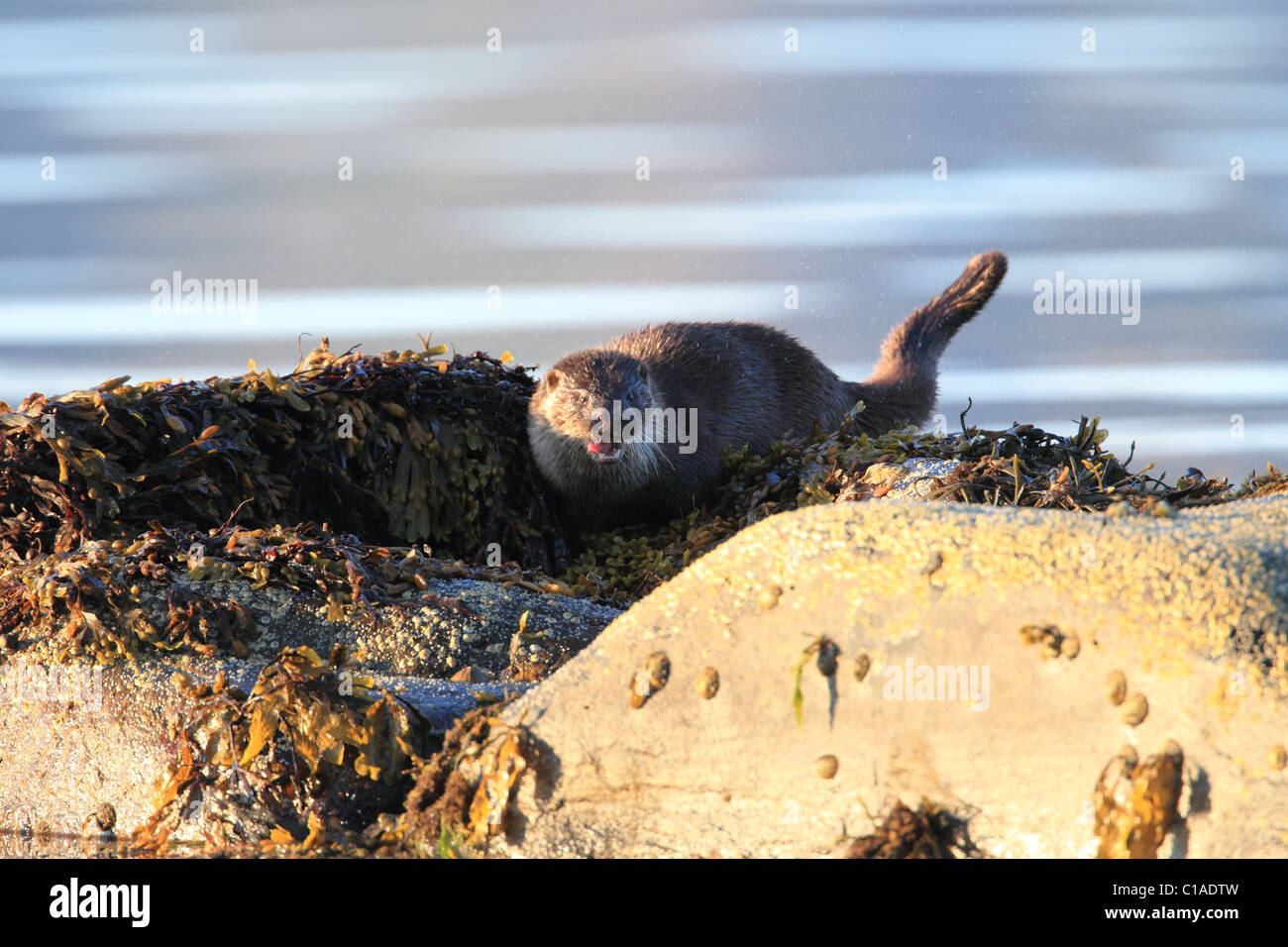 La lontra sulla spiaggia in Norvegia Foto Stock