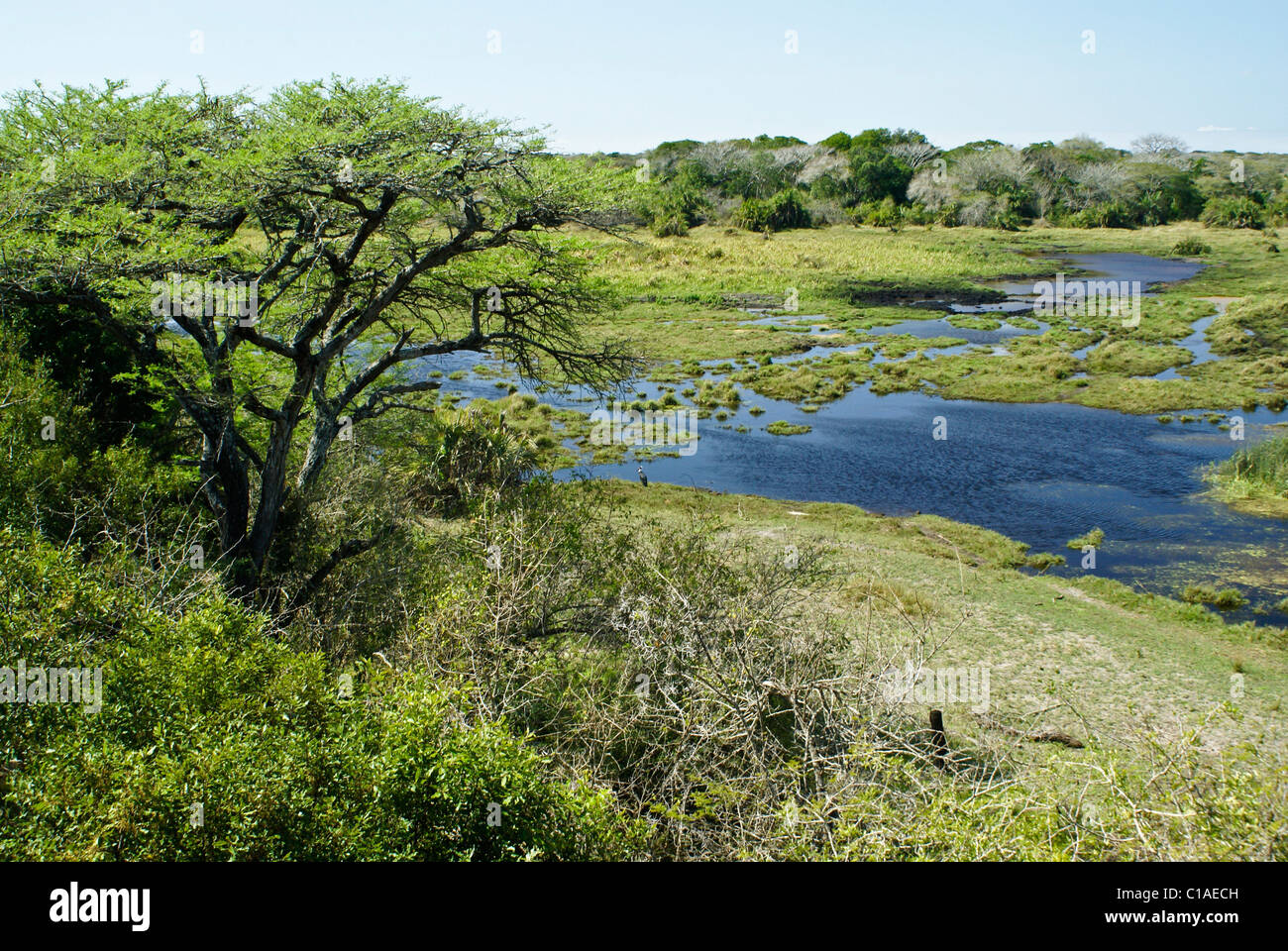 Paesaggio in Nazionale Tembe Elephant Park, Kwazulu-Natal, Sud Africa Foto Stock