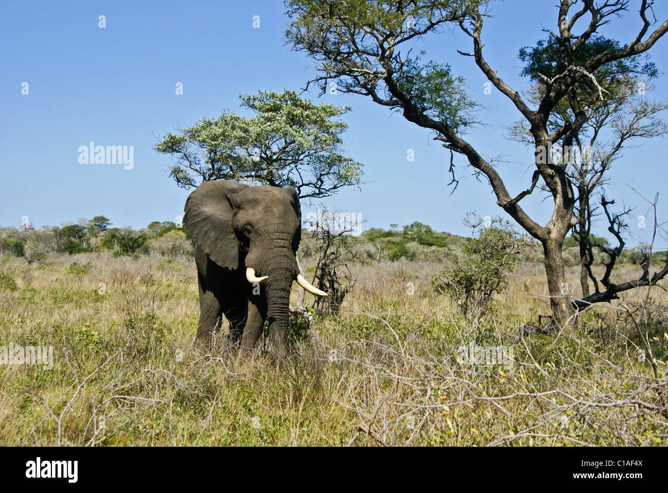 Bull elefante a nazionale Tembe Elephant Park, Kwazulu-Natal, Sud Africa Foto Stock