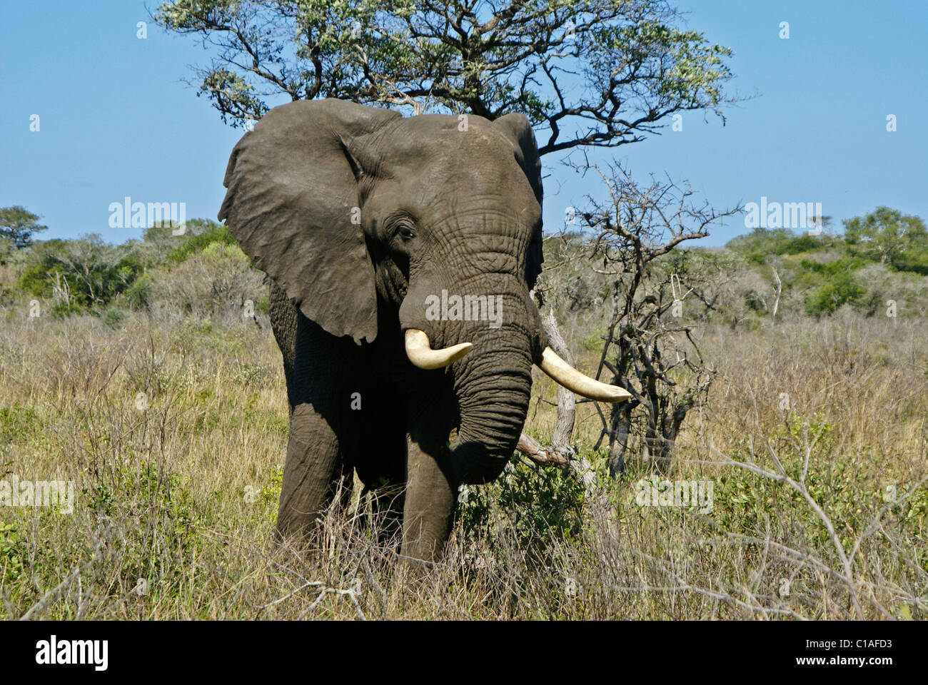 Bull elefante a nazionale Tembe Elephant Park, Kwazulu-Natal, Sud Africa Foto Stock