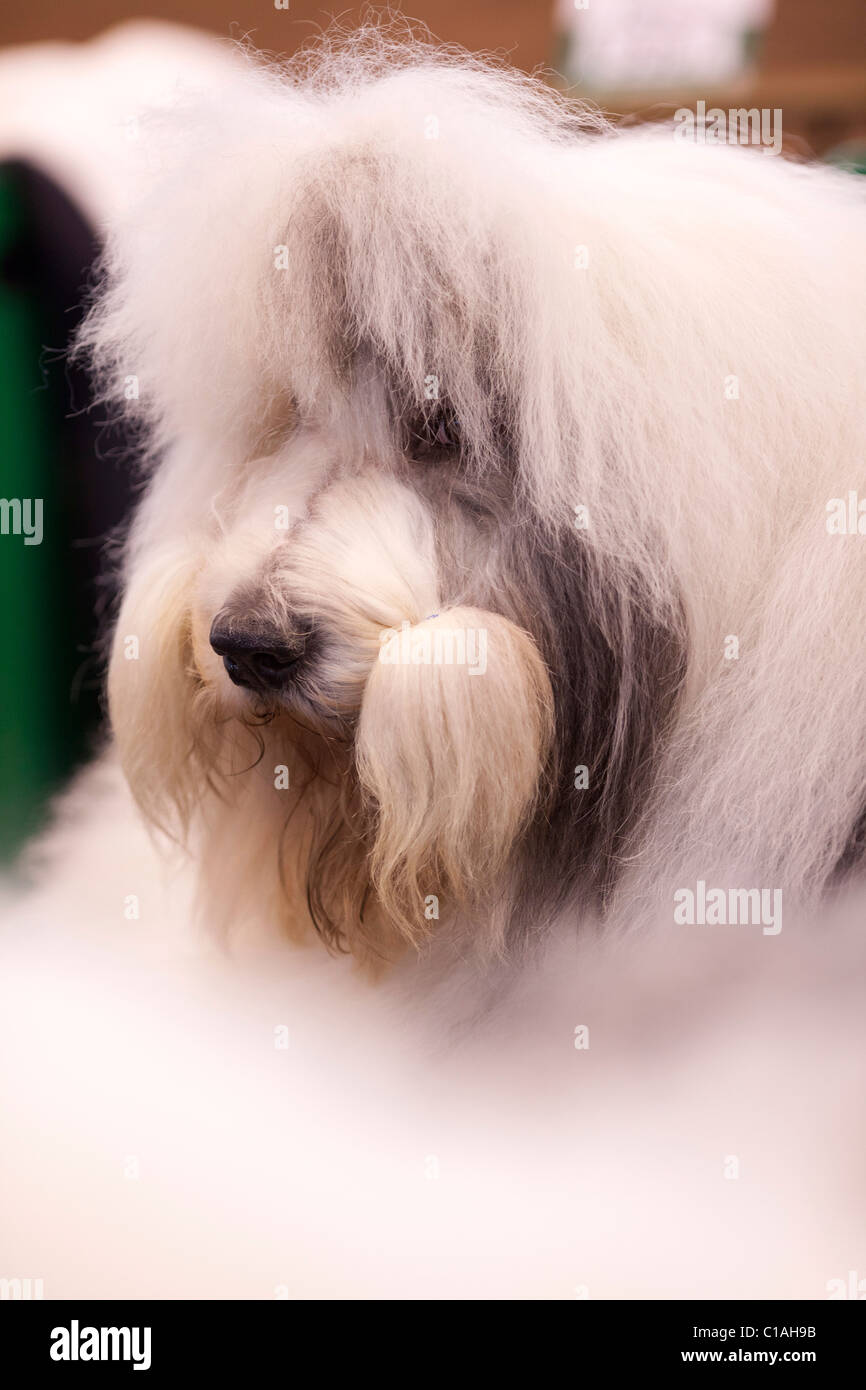 Il Crufts International dog show 2011 Foto Stock