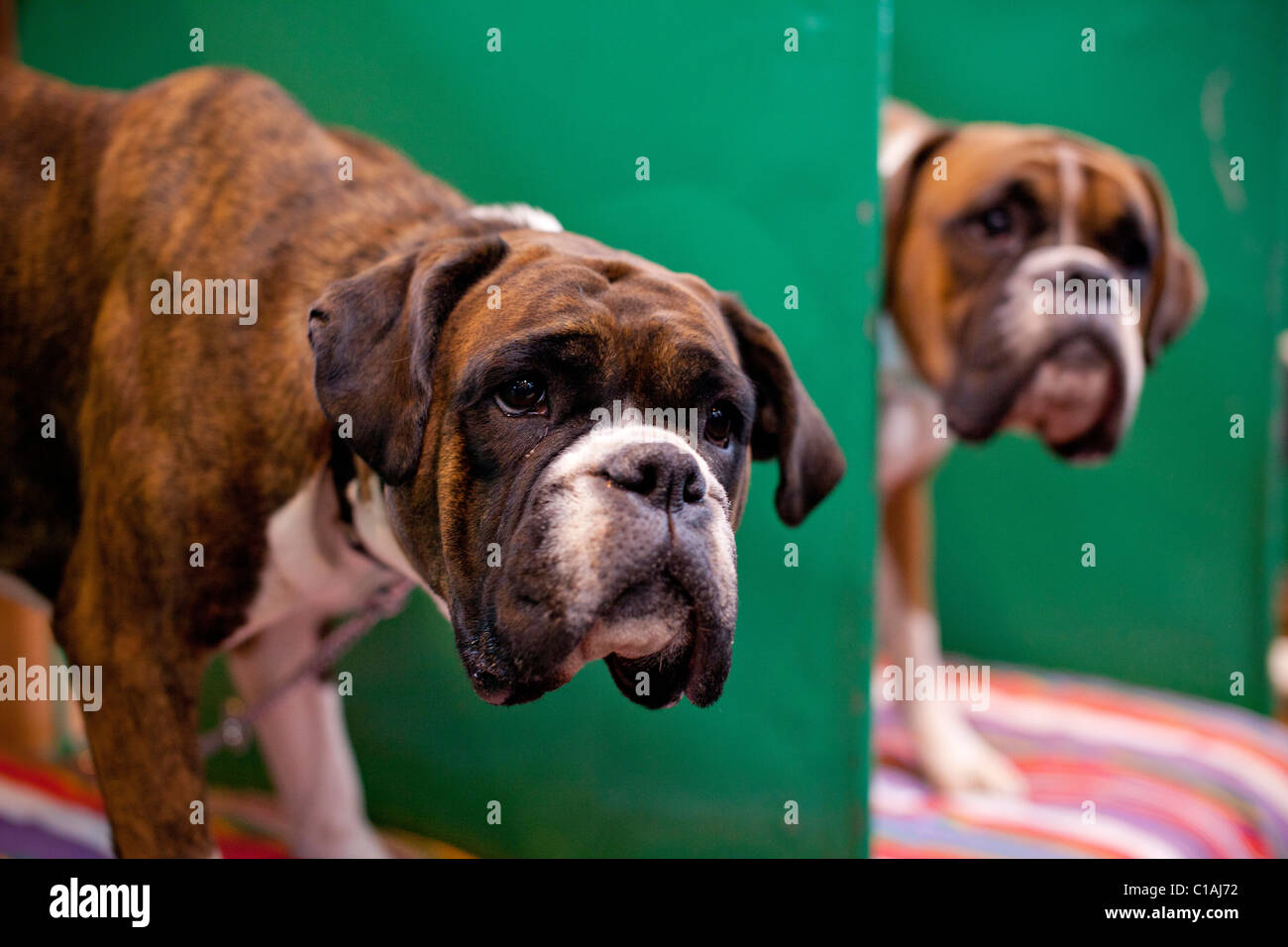 Il Crufts International dog show 2011 Foto Stock