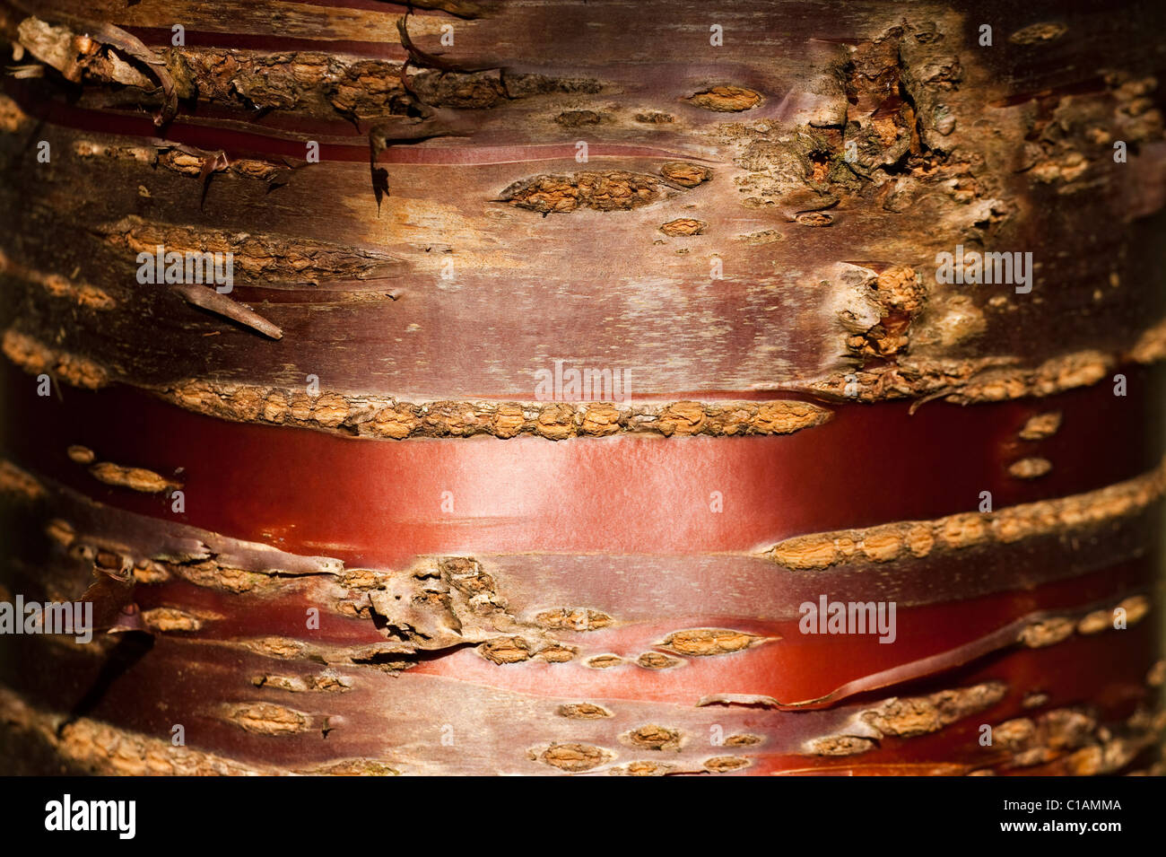La corteccia di Prunus serrula, Tibetano ciliegio Foto Stock