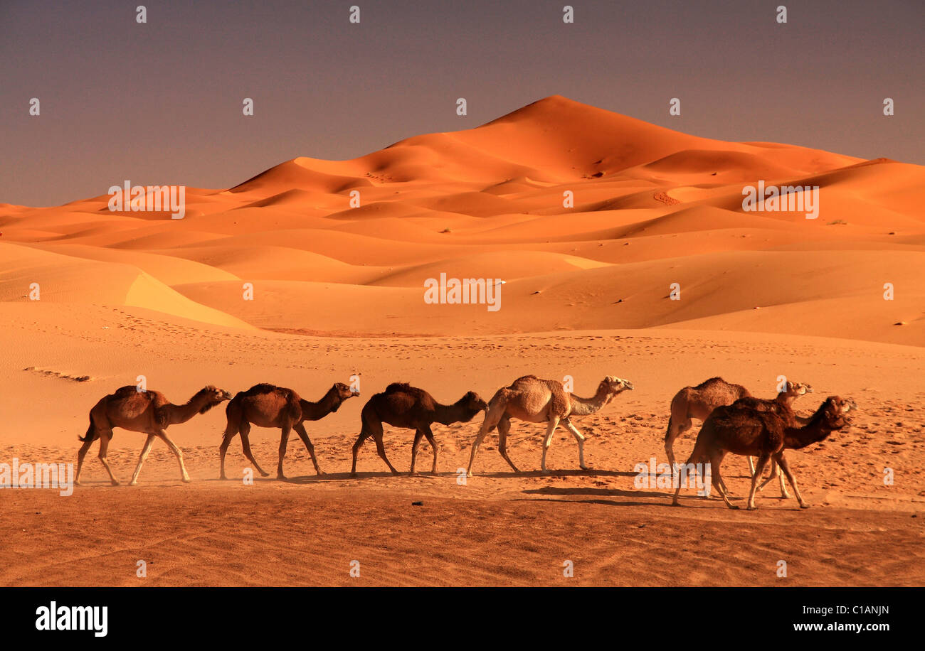Deserto del Sahara, Marocco, Africa del Nord Foto Stock