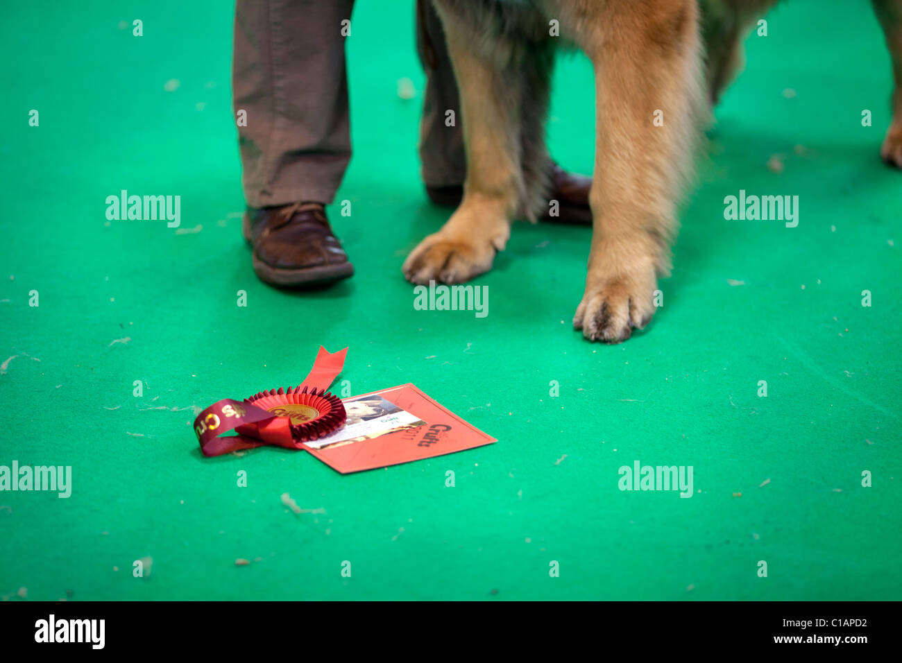 Il Crufts International dog show 2011 Foto Stock