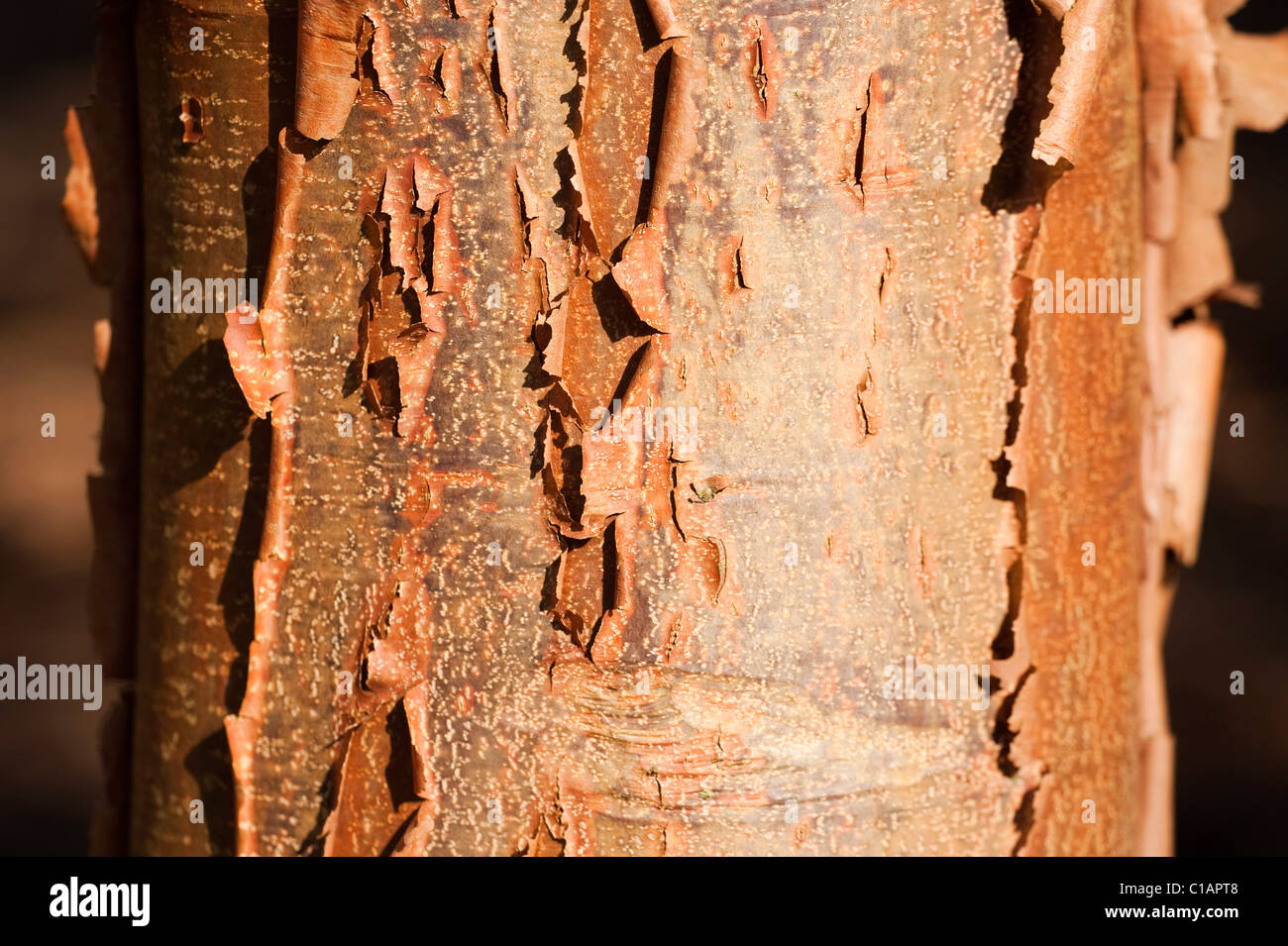 Acero da carta (Acer griseum) - Todo Árboles