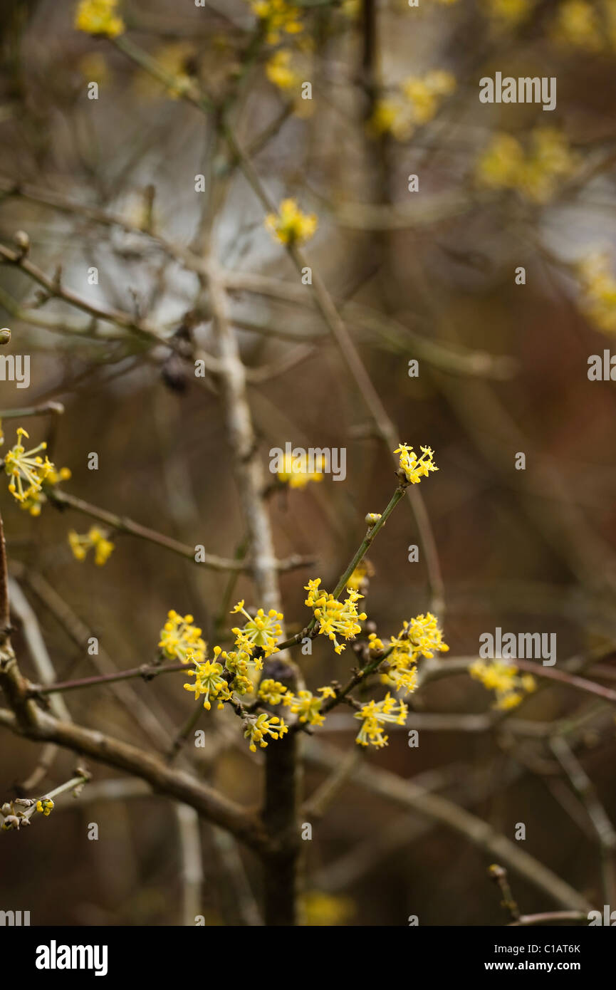 Cornus mas, Corniolo, in fiore Foto Stock