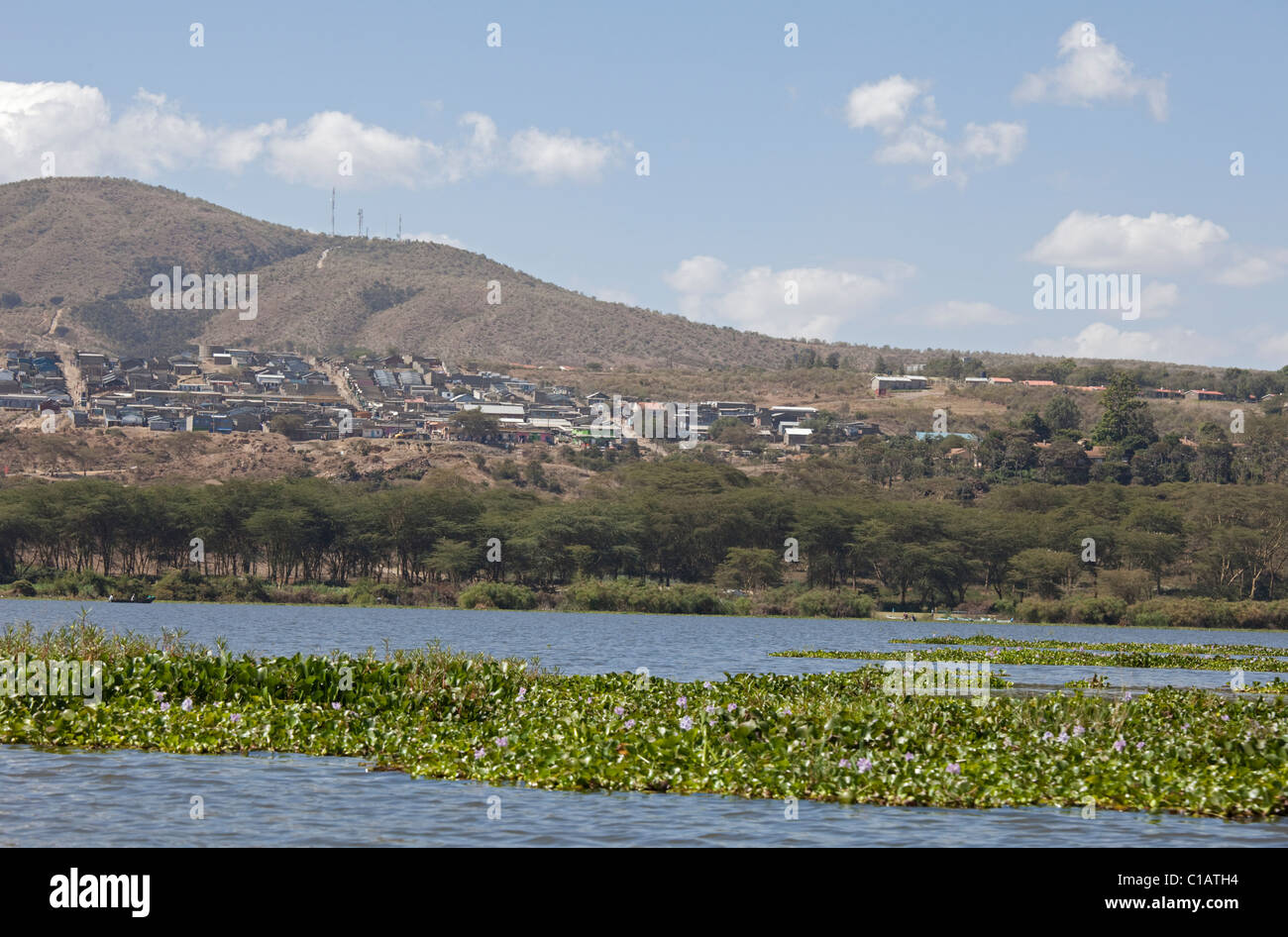 Lo sviluppo di allevamenti di fiori e di alloggiamento sul bordo del lago Naivasha con invadendo il giacinto di acqua Elsamere Rift Valley Kenya Foto Stock