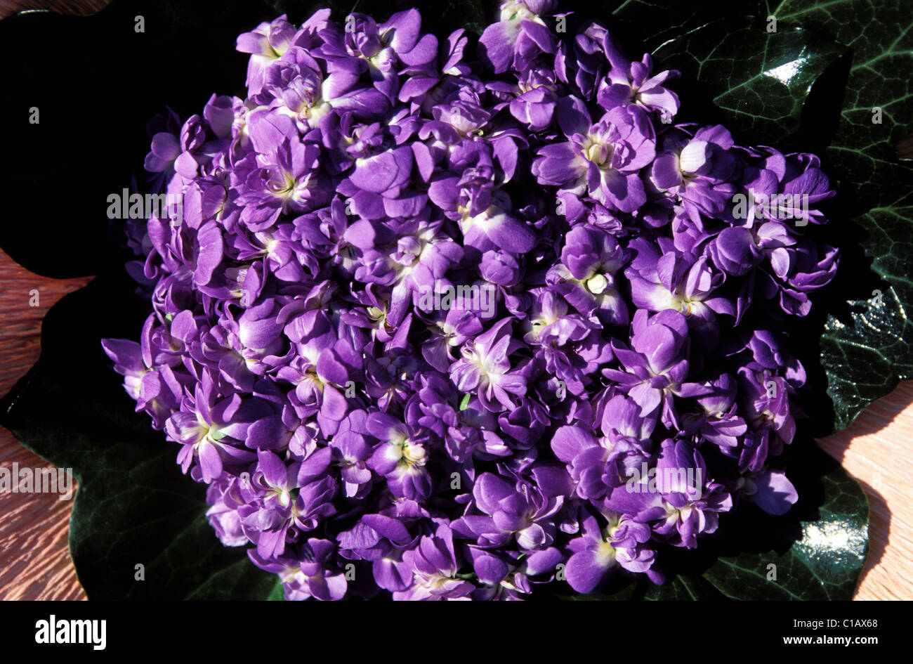 Francia, Haute Garonne, violette prodotte dalla società Combes a Tolosa Foto Stock
